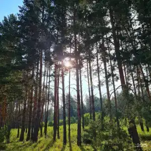 Парк Чёшталей - 22