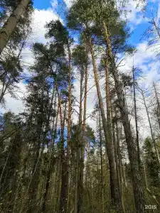 Розендорф - 68