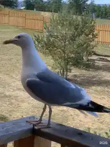 Мелодия Ольхона - 57