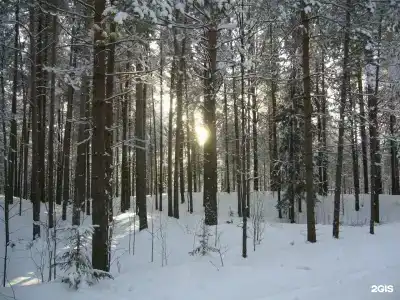 Хвойный - 4