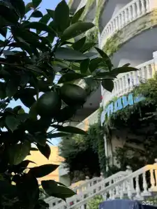 Парадиз - 34