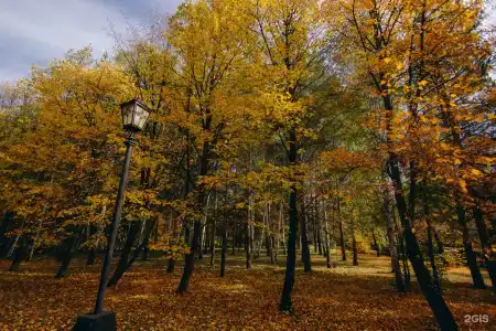 Березки - 9