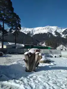 Сосновый рай - 69