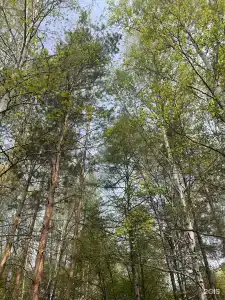 Золотой Дракон - 24