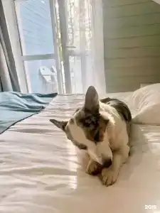 Vyritsa Village - 68