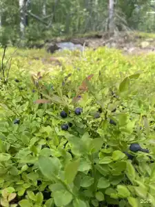 Дом с видом на озеро рядом с Ладожскими шхерами - 77