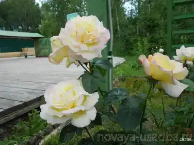 Вилла Новая Усадьба - 5