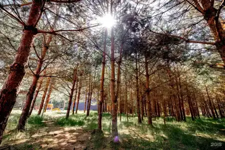Глэмпинг Эко-отель Forest - 15
