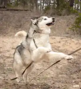 Маламут Ленд - 25