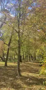 Звёздный - 109