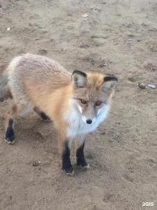 Мелодия Ольхона - 61