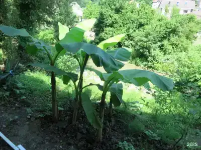 Добрый кит - 40