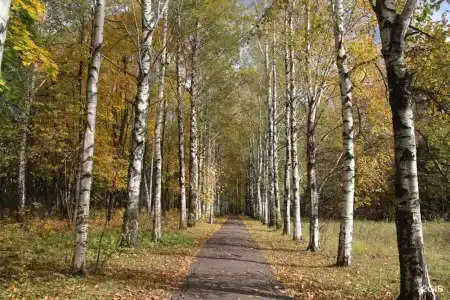 Голицыно - 30