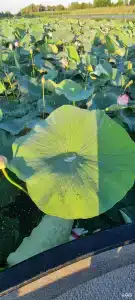 Fish Sense - 58