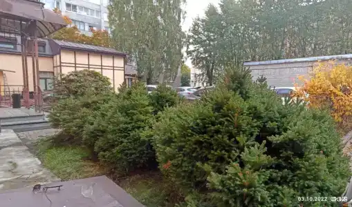 Летучая мышь - 99