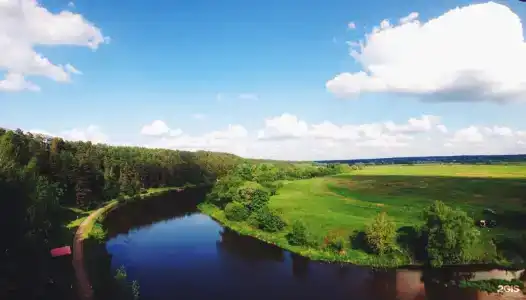 Сосны - 21