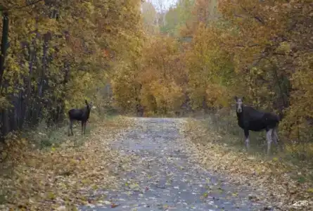 Крылатый - 86