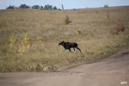 Крылатый - 72