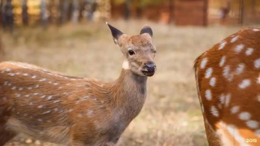 Парк-отель Застава - 6