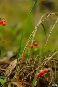 Снегурия - 104