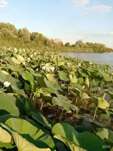 Fish Sense - 41