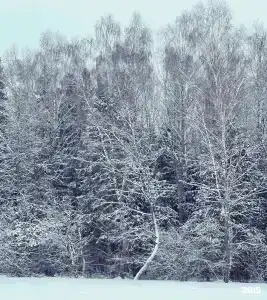 Чернолесье - 69