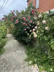 Старый дворик - 37