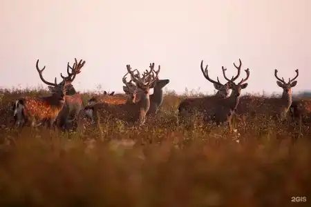Природный парк Олений - 40