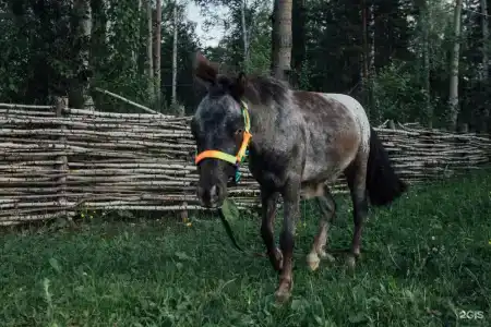 Евразия парк-отель - 119