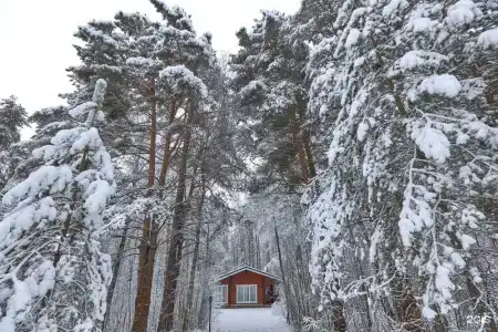 Вековые Сосны - 11