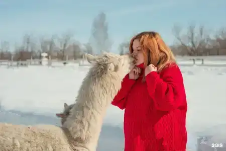 Пара Альпак - 27