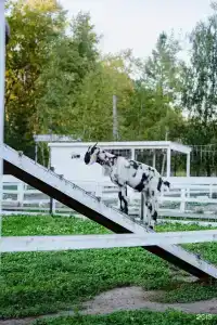 Пара Альпак - 97