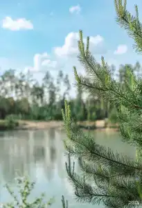 Хвойный берег - 4