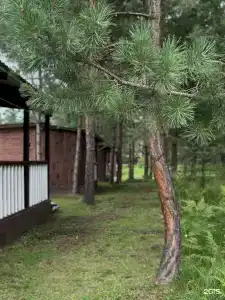 Сосновый рай - 3
