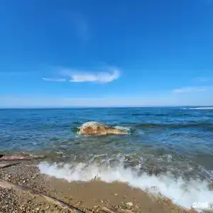 Бурундуки - 19