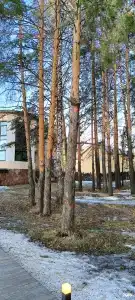 Элизий - 88