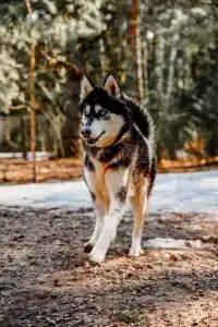 Глэмпинг Эко-отель Forest - 17