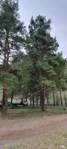 Сосновый берег - 8