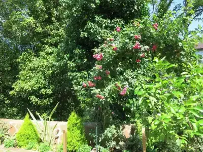 Добрый кит - 34