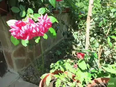 Добрый кит - 27