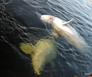 Кедр Грасс Белое Море - 129