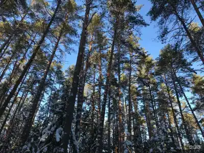 Сосны и река Волга - 11