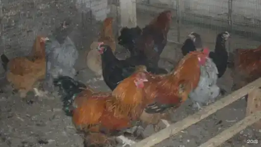 Здравствуйте - 66