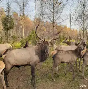 Халамеево - 13