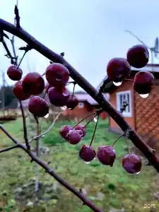 Снегурия - 107
