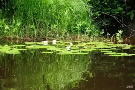 Бородинское - 4
