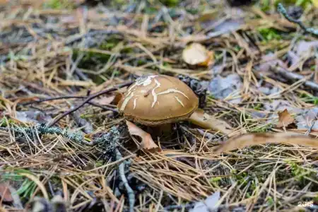 Зеленый Бор - 83