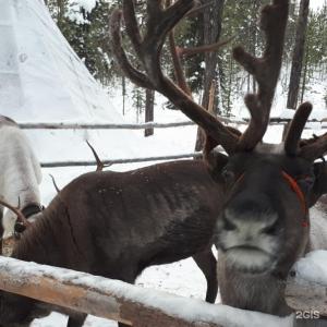 Арктик Хоум - 99