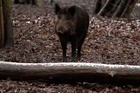 Сафари Парк - 82