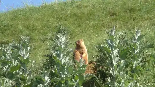 Природный парк Олений - 102